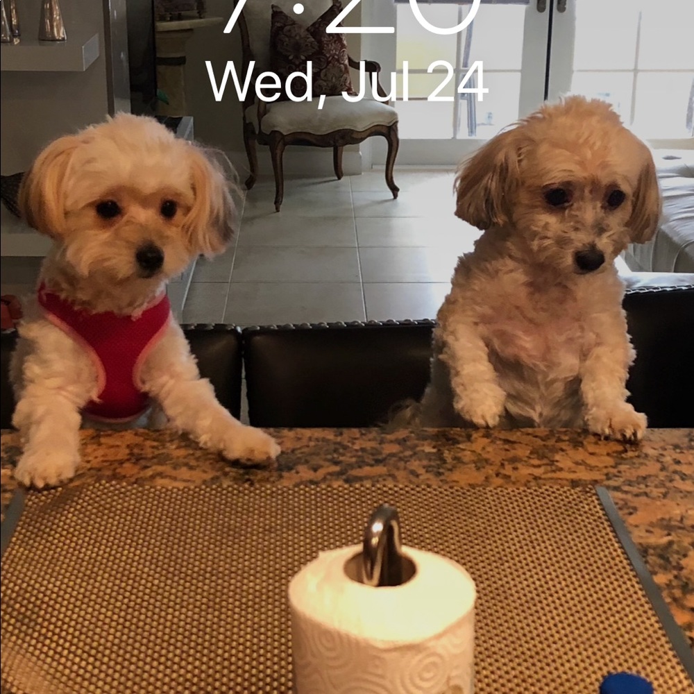 Meet your Posher, Ellen